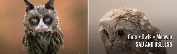 Cats + Owls = Meowls